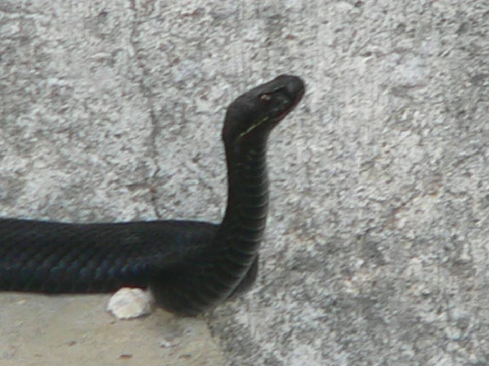 змия.jpg