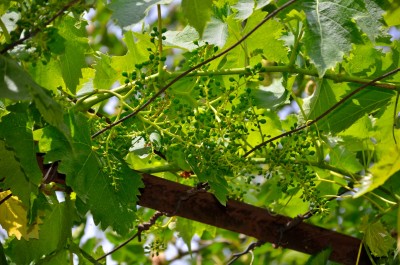 DSC_4236_1.jpg
