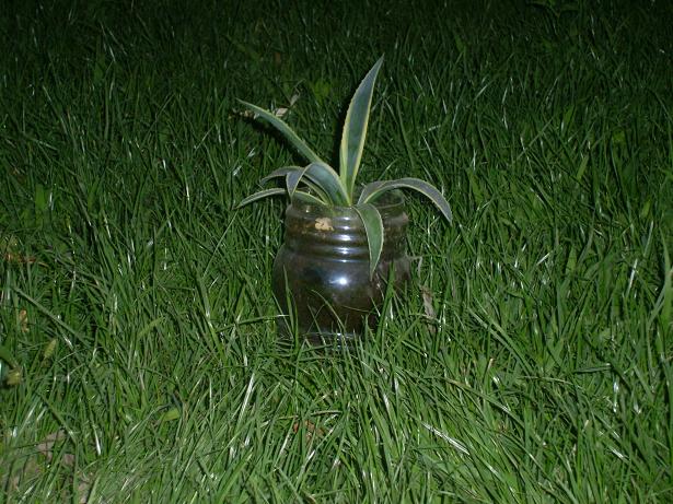 PIC_0118.JPG