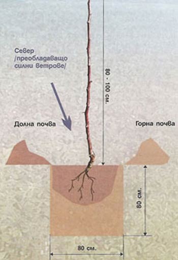 planting-2.jpg