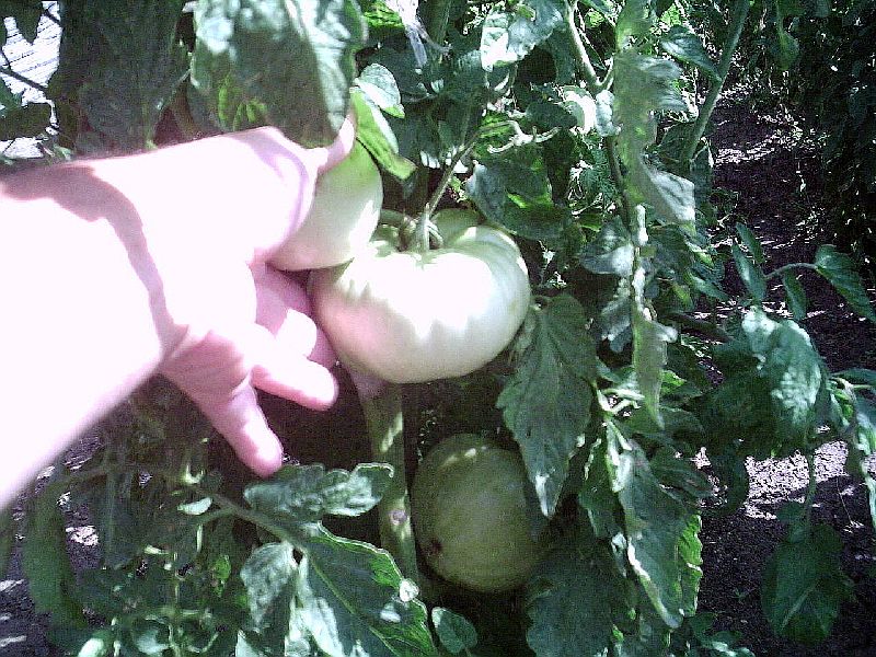 PICT000977.jpg