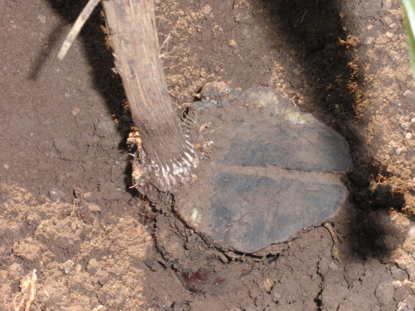 P7300224.JPG