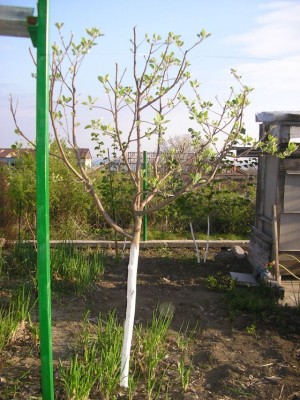 P1010287-1.jpg