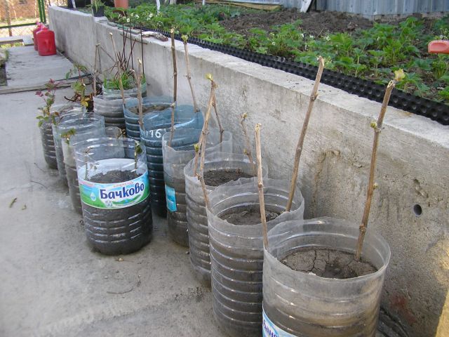 P1010299-1.jpg