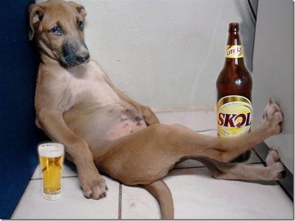 Drunk-dog.jpg
