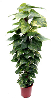 eppipremnum_1.7.jpg