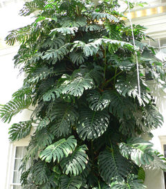 240px-Monstera_deliciosa2.jpg