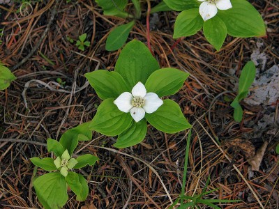 800px-Bunchberry_plants.jpg