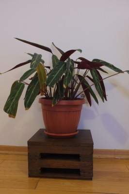 DSCF5334.JPG