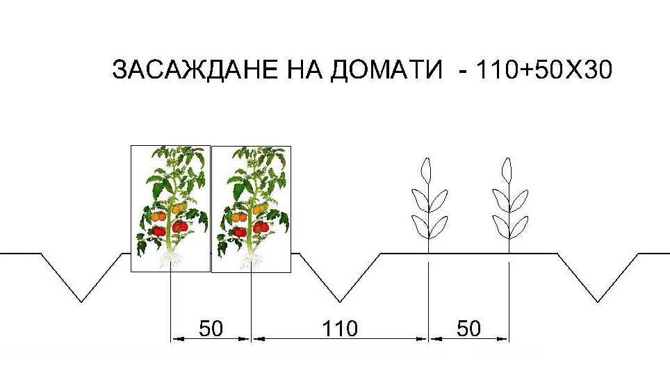 domati_схема на засаждане.JPG