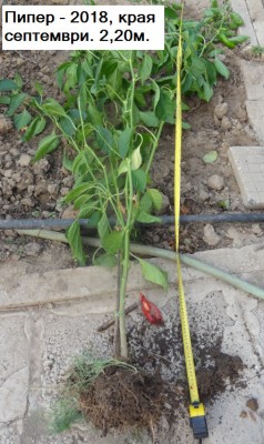 Snap2144128377.jpg