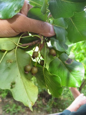 bradford pear.jpg