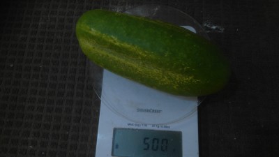 DSC_0333.JPG