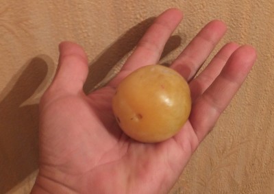 Слива.jpg