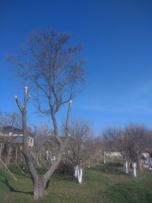 IMG_20200301_110951946.jpg