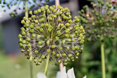 giant-onion-allium-giganteum.jpg