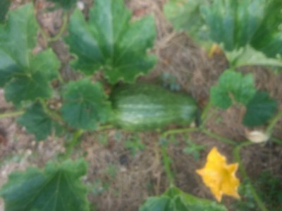 IMG_20200815_091000598.jpg