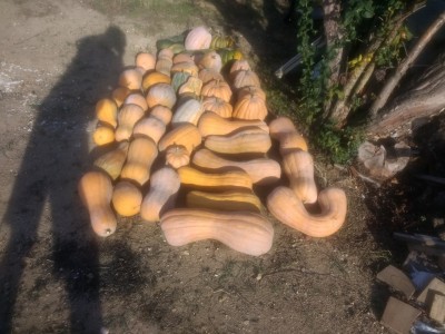 тикви.jpg