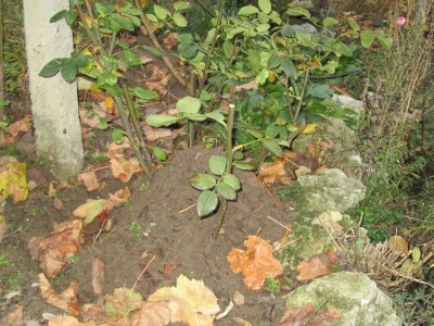 IMG_2299.JPG