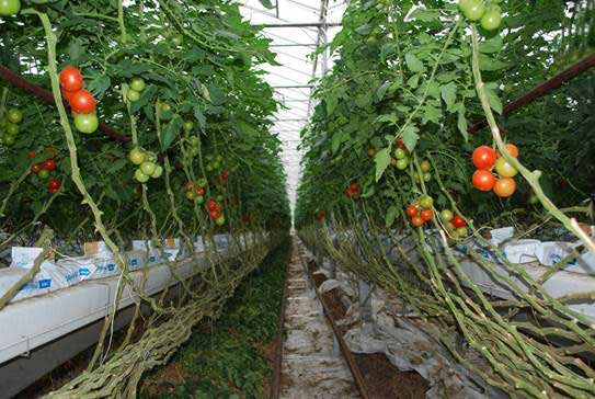 indoor-tomatoes.jpg