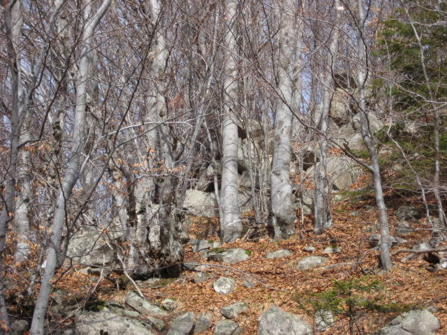 IMG_3789.jpg