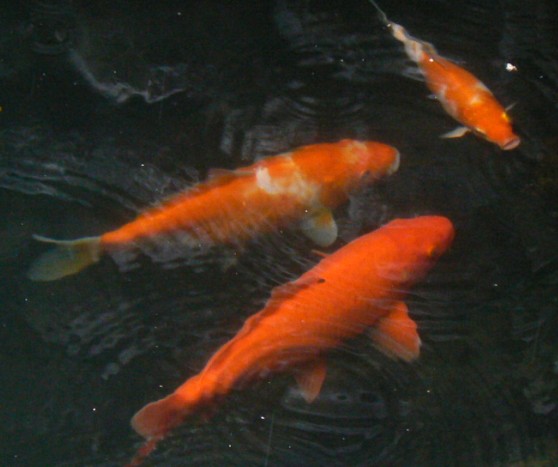 koi.jpg