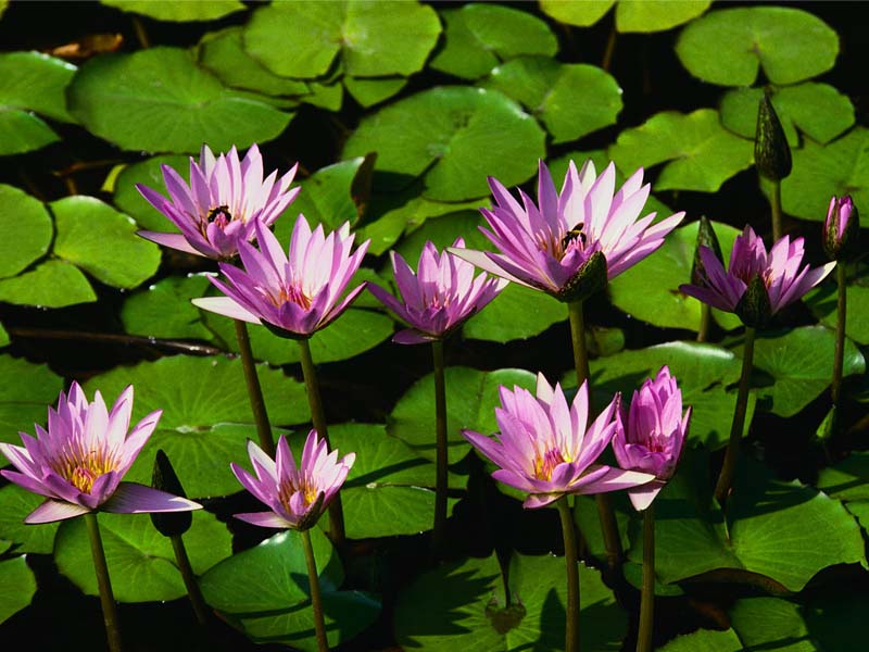 NIMPHAEA ROSELLA.jpg
