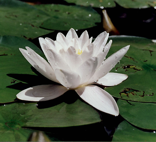 NIMPHAEA ALBA.jpg