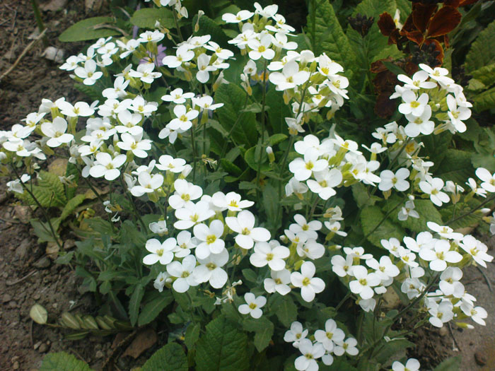 DSC03803gg.jpg