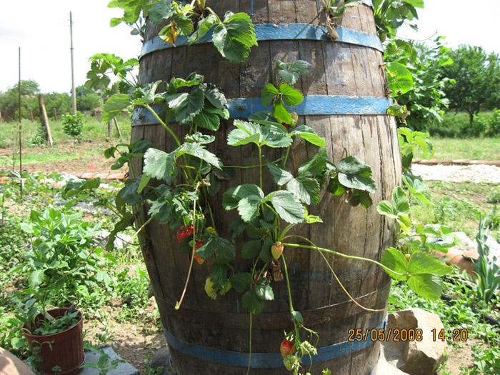 Picture 272-1.jpg