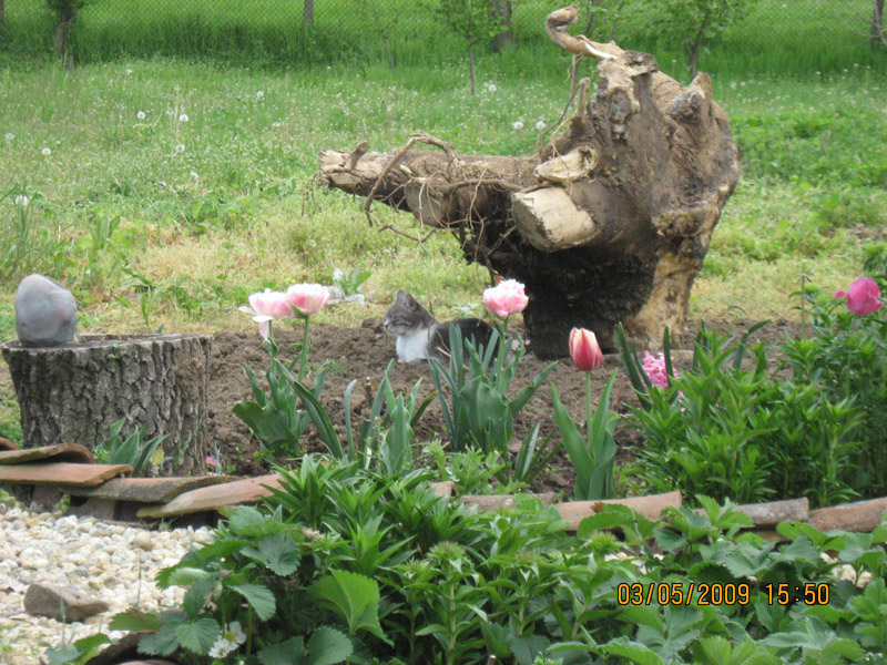 Picture 313-1.jpg