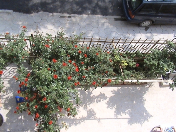 роза.jpg