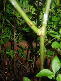 spring rose NIVEA.JPG