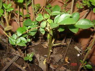 spring rose NIVEA.JPG