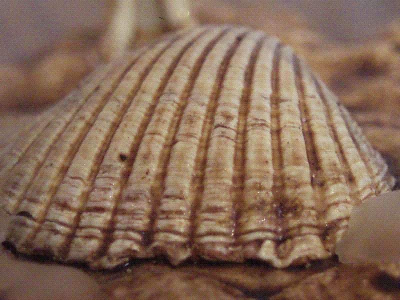 PC240135.GIF