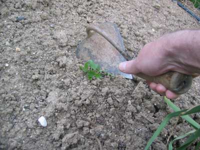 amocafre071cs.jpg