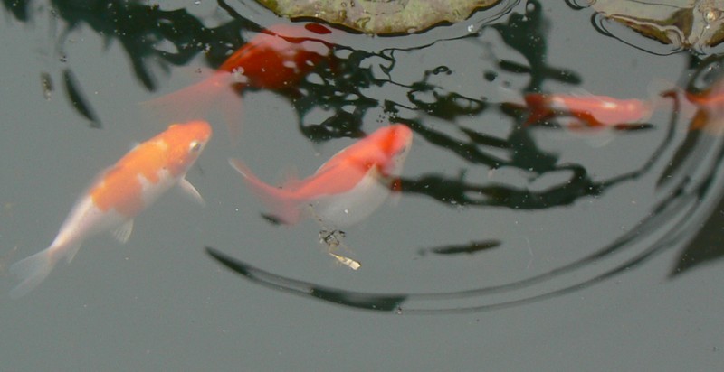 2009-08-01_215411.jpg