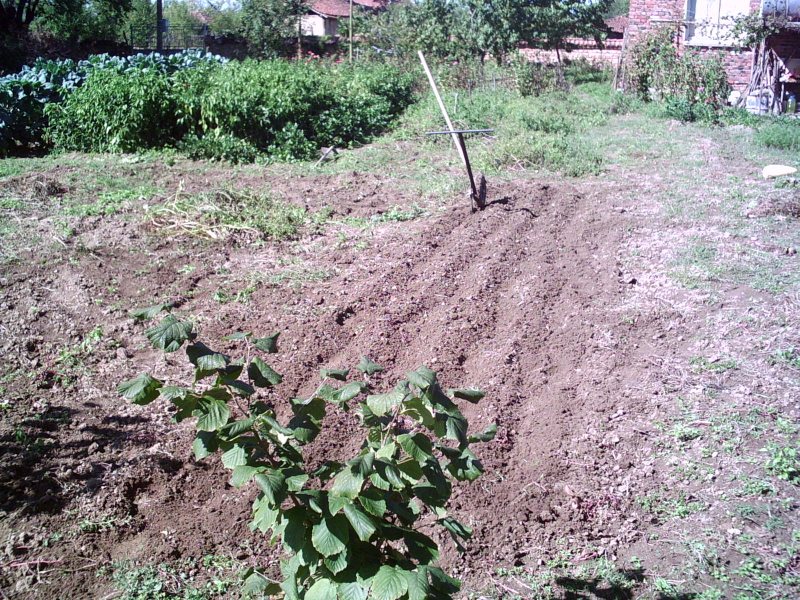 PICT0026.JPG