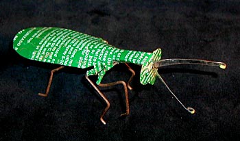 tinbug1.17k.jpg