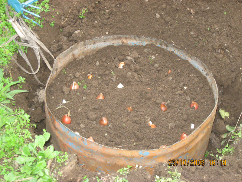 Picture 277.jpg