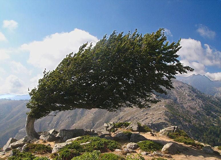 Tree.jpg