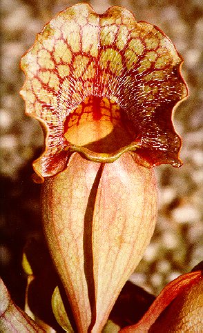 Sarracenia.jpg