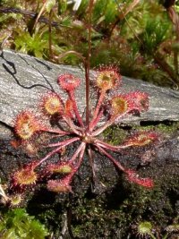 drosera_rotundifolia.jpg