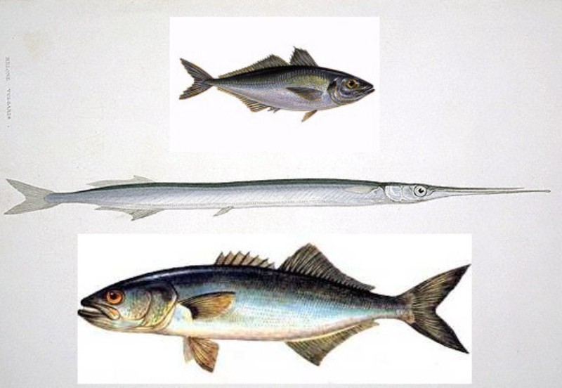 fish.jpg