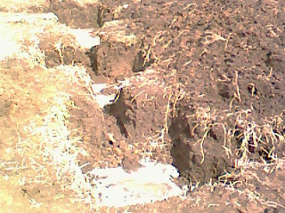 IMG0359A.jpg