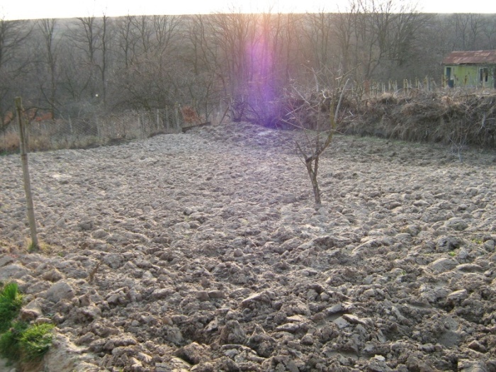 gradina1.jpg
