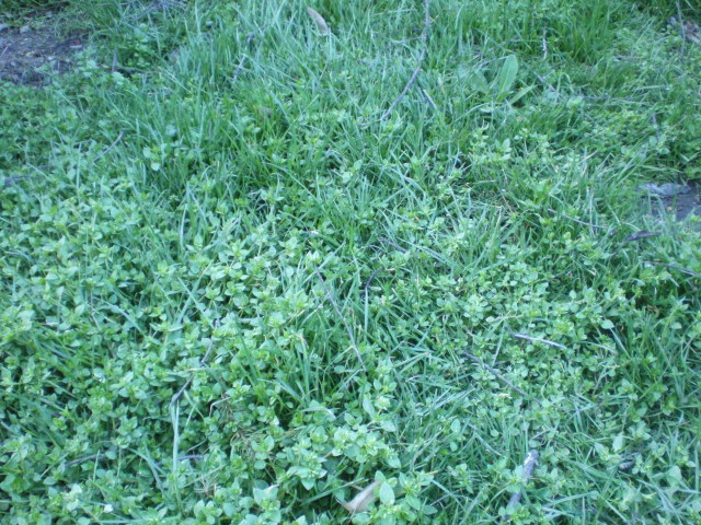 IMGP3273.jpg