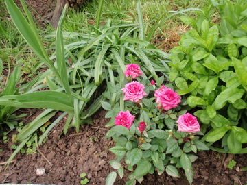 P4231750.jpg
