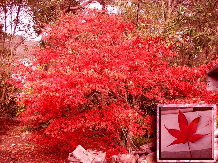 Acer-palmatum.jpg