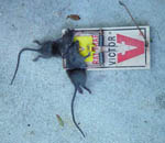 RatTrap01.jpg